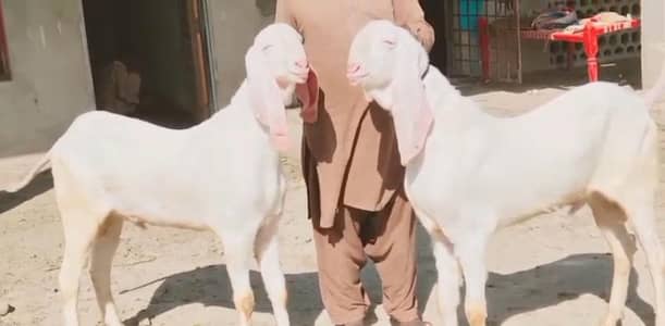 2 Bakre Urgent For Sale CALL/ +03228068418