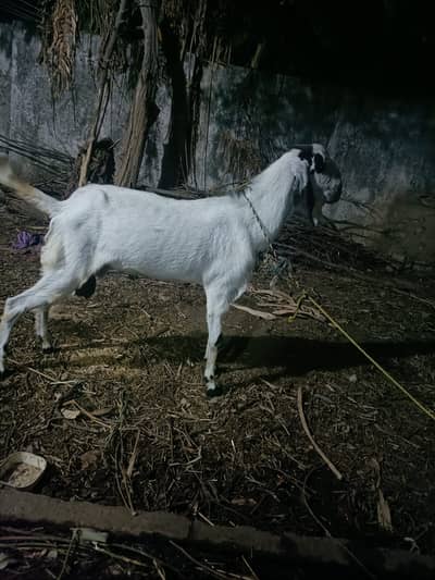 Bakra for sale