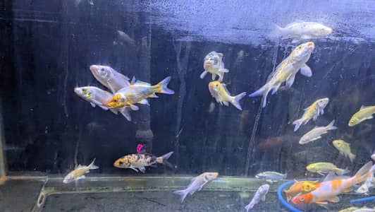 koi and shubunkin for sale