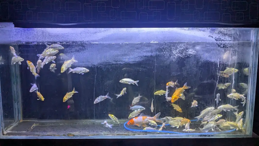 koi and shubunkin for sale — photo 2
