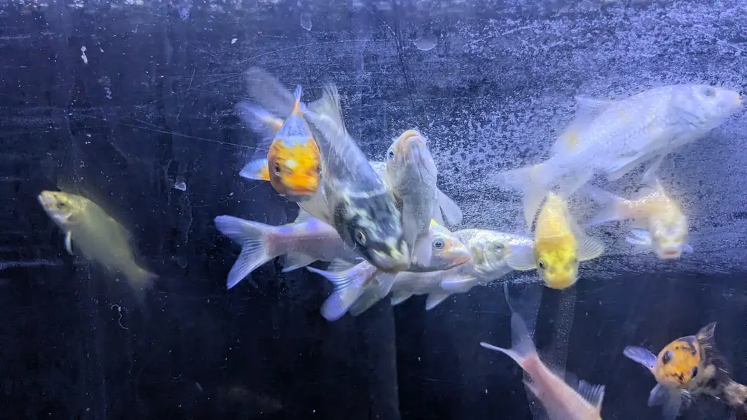 koi and shubunkin for sale — photo 3