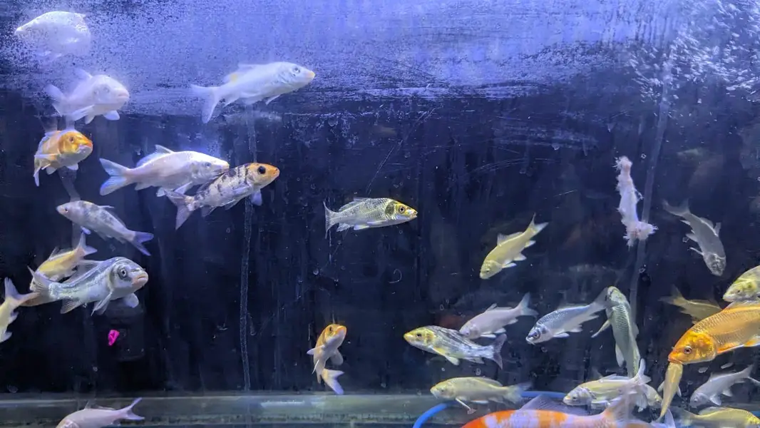 koi and shubunkin for sale — photo 4