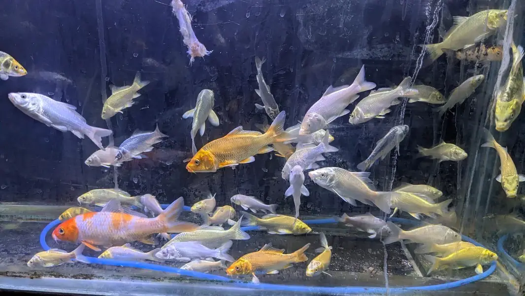 koi and shubunkin for sale — photo 6