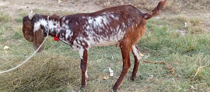 Bakra Sale for Qurbani