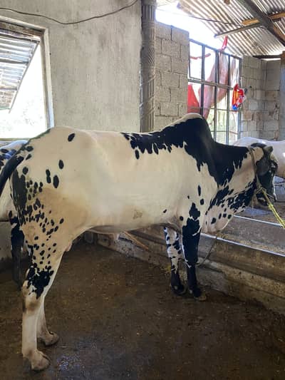 desi bail for sale