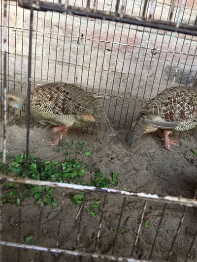 Ghar ka pala healthy and active dakhani teetr