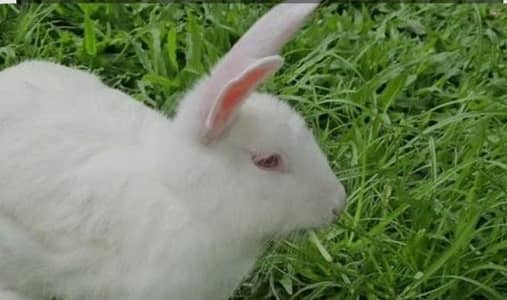 new Zealand breed