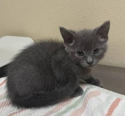 Russian grey cat