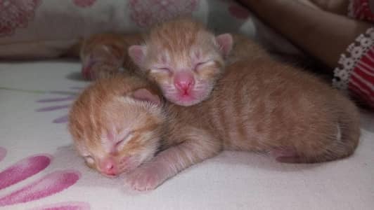 cute 5 days old tiny kittens