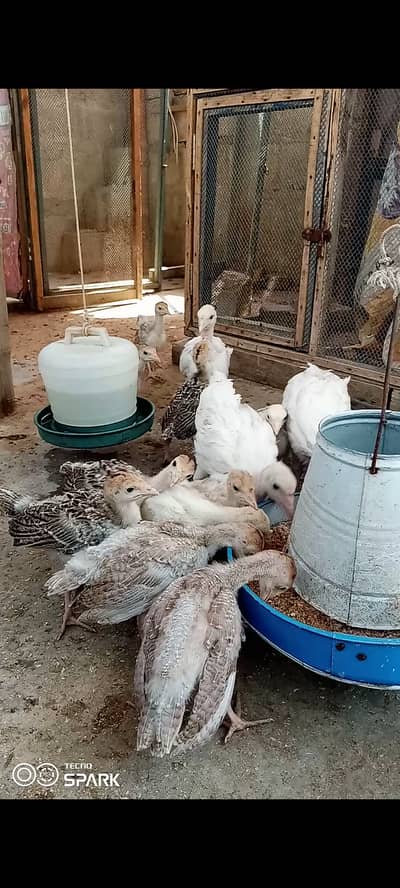 Turkey chicks for sale