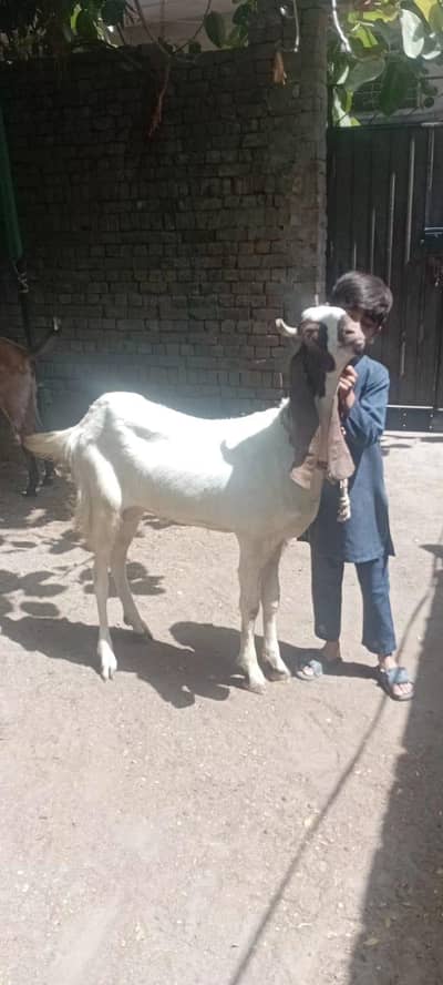 Goat for sale