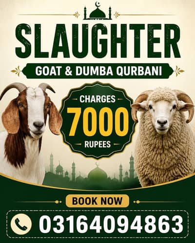 Qasai For Qurbani | Goat ,Dumba  zibah karvane ke liye rabta kren
