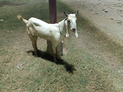 goats for qurbani