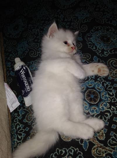 2 male kitten
