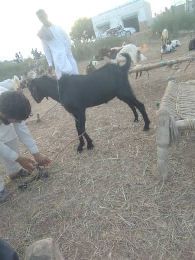 goot bakra