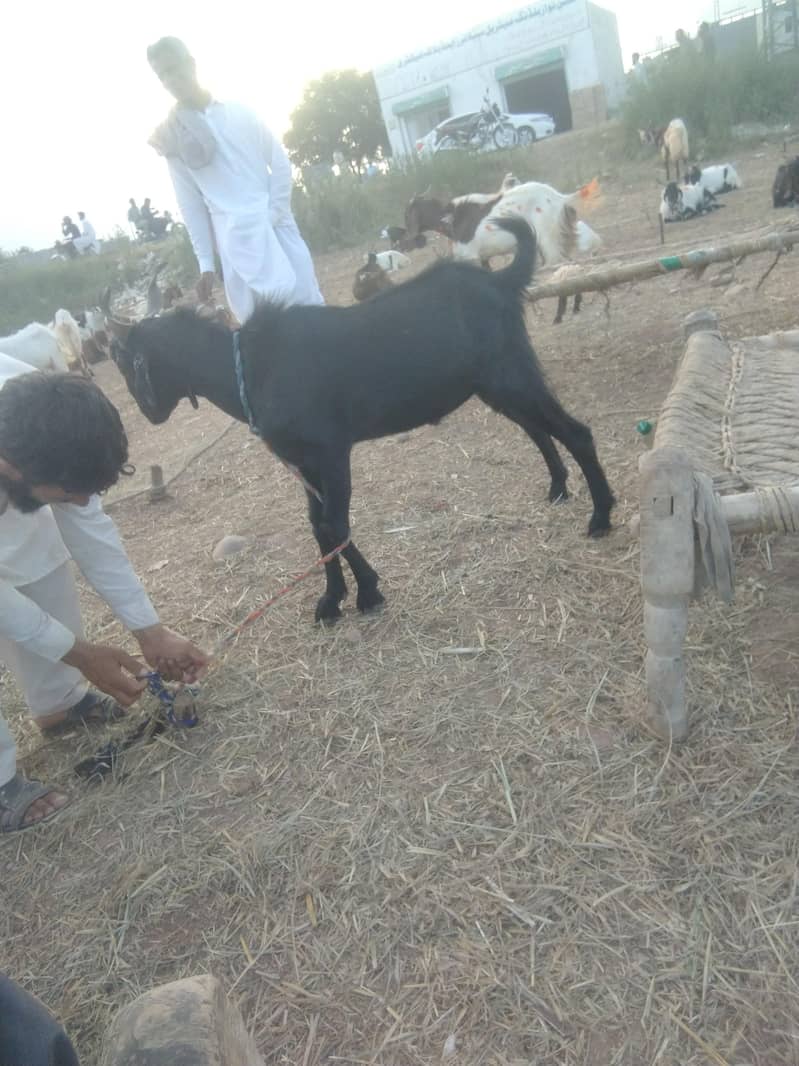goot bakra 0