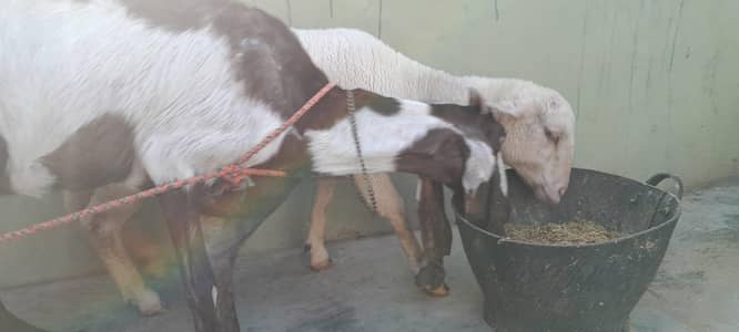 Betal goat