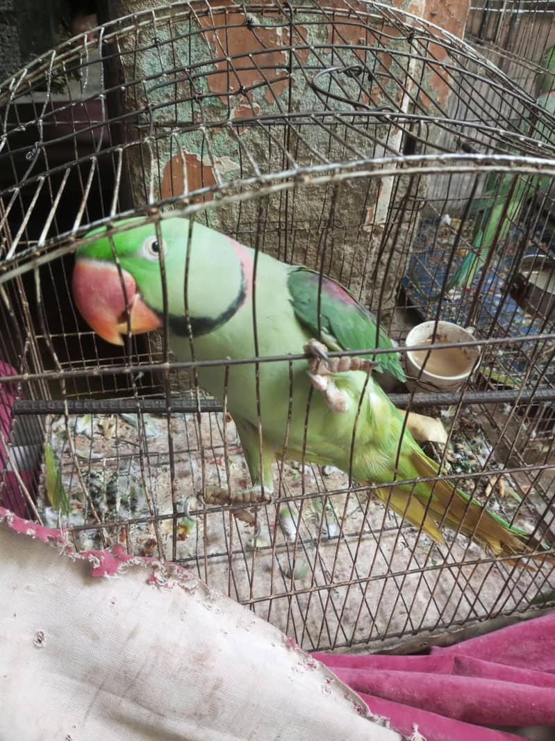 parrot 0