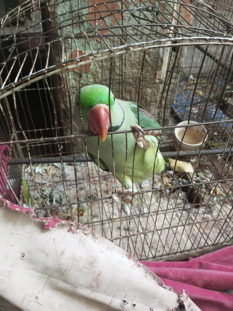 parrot 1