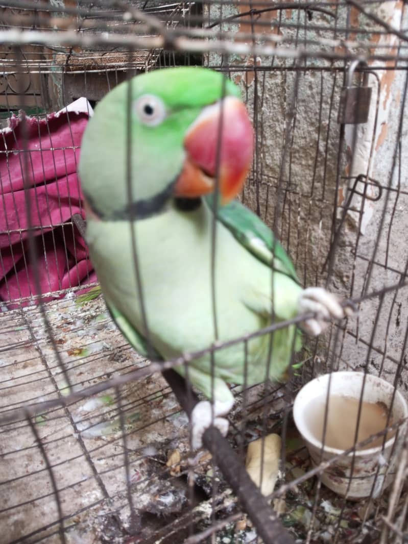 parrot 2
