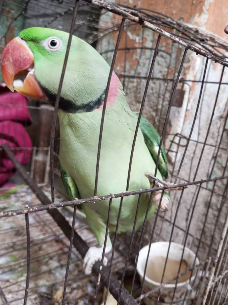 parrot 3