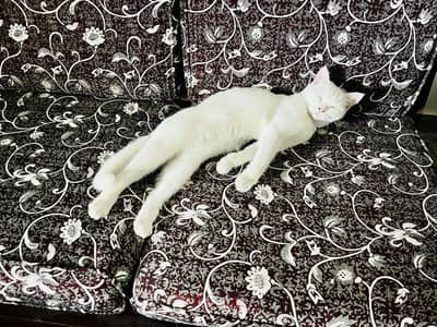 White Persian Cat