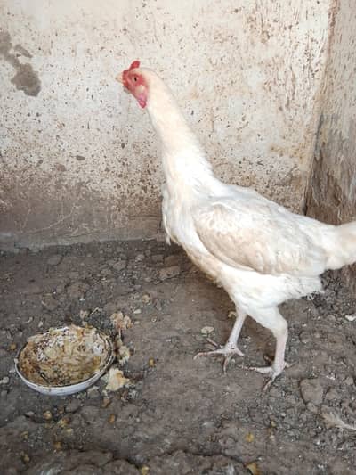 pure Heera Madi 03208455709 watsap 2 Pakistani madiyan hn