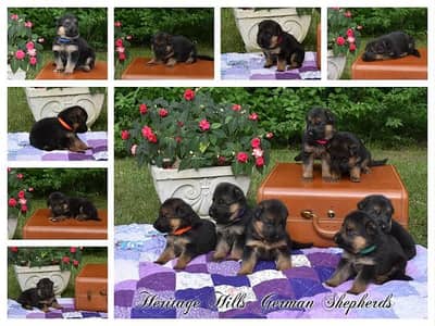 GERMAN SHEPHERD PUPPIES ARE AVAILABLE FOR SALE ONLY FAMILY
