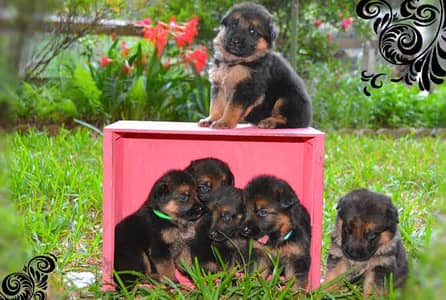 GERMAN SHEPHERD PUPPIES ARE AVAILABLE FOR SALE ONLY FAMILY