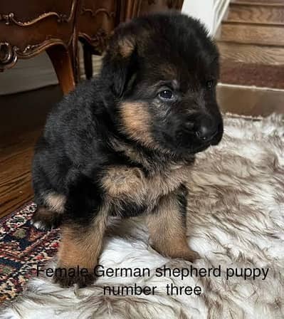 GERMAN SHEPHERD PUPPIES ARE AVAILABLE FOR SALE ONLY FAMILY