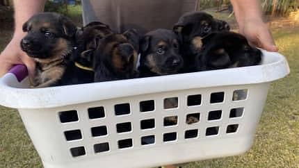 GERMAN SHEPHERD PUPPIES ARE AVAILABLE FOR SALE ONLY FAMILYS