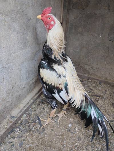 Aseel murga murgi for sale