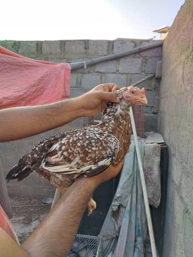 Aseel murgi for sale