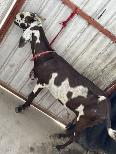 Bakri for sale color baron