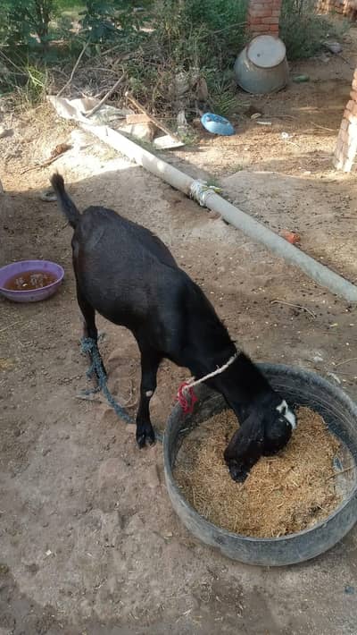 bakra