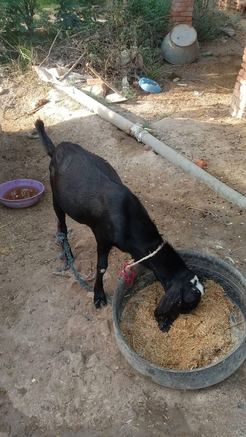 bakra 0