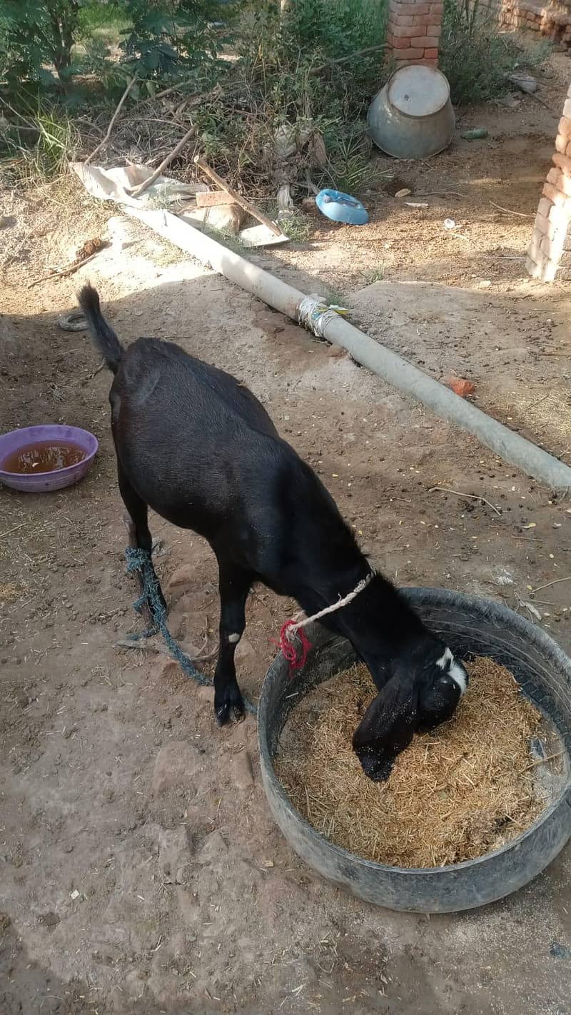 bakra 1