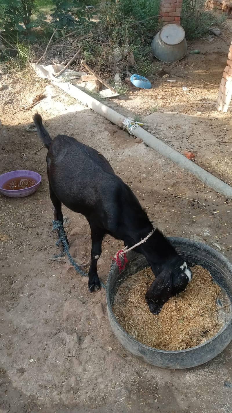 bakra 2