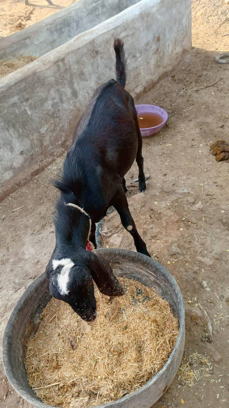 bakra 3