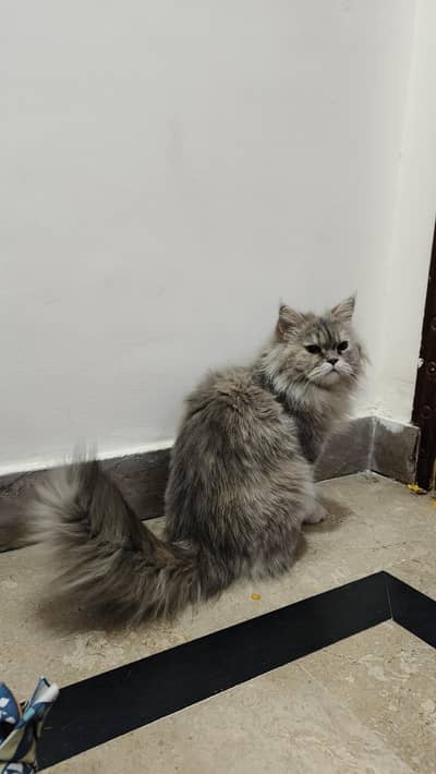 Persian cat