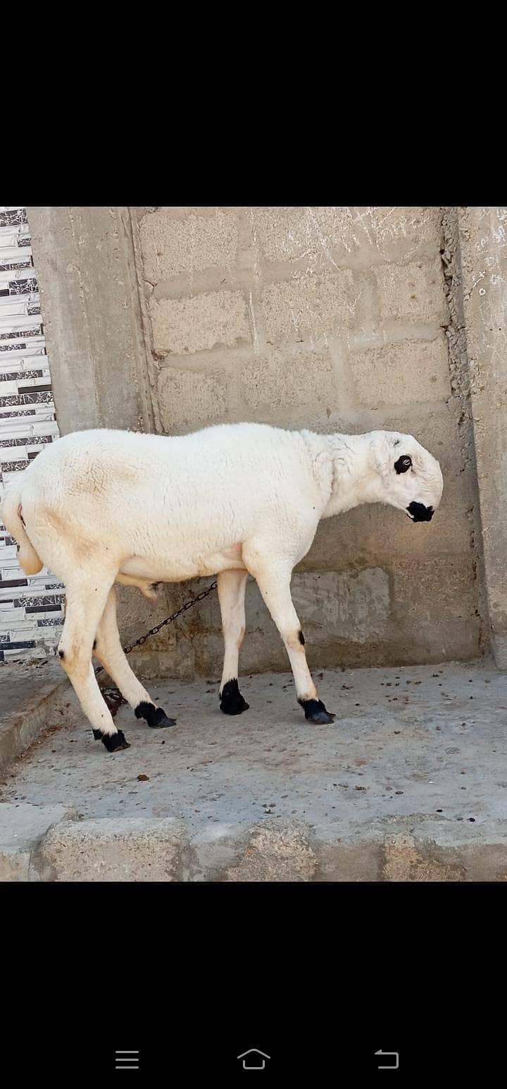 dumba 2