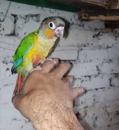 Green Chick Conure Full Trained 0 bite