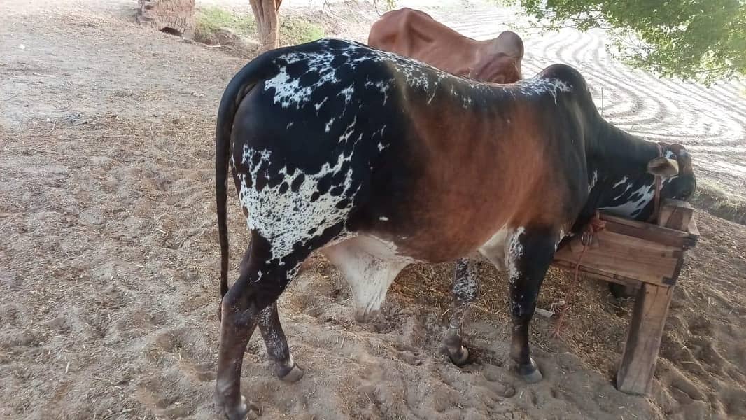 بیل برائے فروخت 1