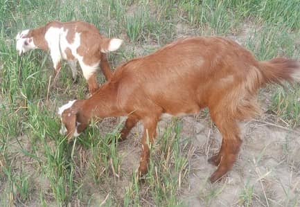 ayk tedi bakri for sale