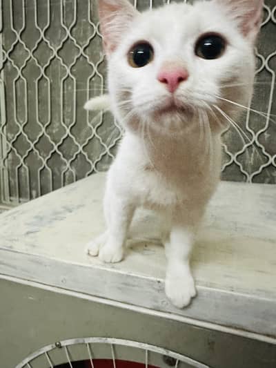 Persian female kitten