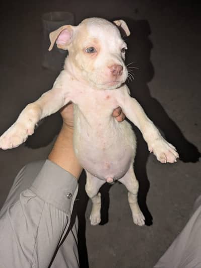 pitbull