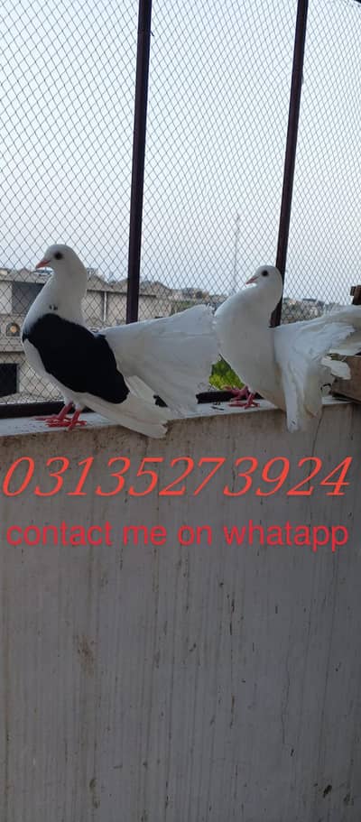 lakhy pigeons for sale