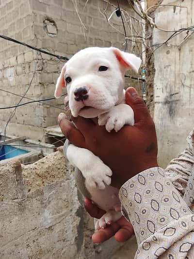 Bully puppies available