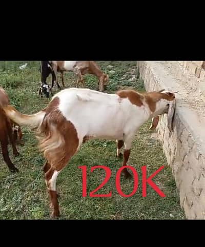 Bakry for Sale
