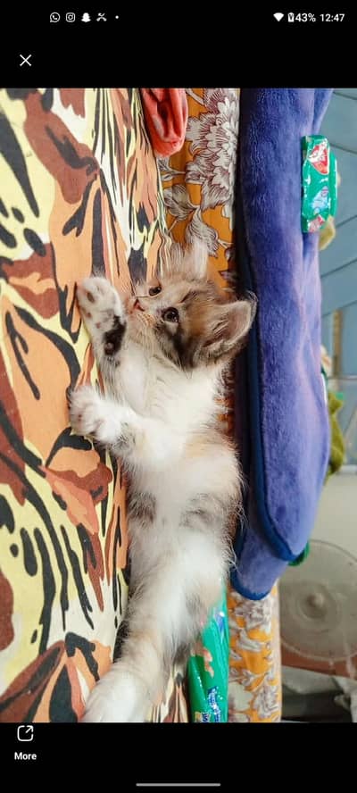 persian